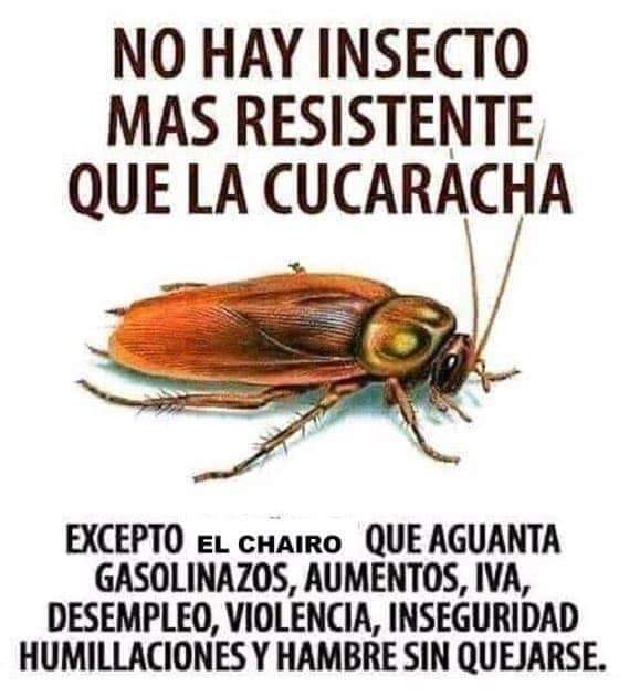 𝔇𝔯. ℌ𝔲𝔳𝔢𝔩 🇺🇲🇲🇽🇨🇦🇪🇸@MSF_Mexico tweet media