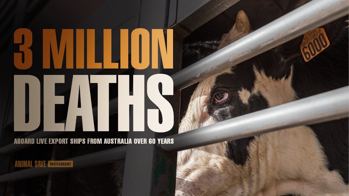 Stress, injury, hunger, thirst, & exhaustion. Too often, this is the sad reality behind live animal exports. These are animals - not freight @EUAgri @EU_Health #BanLiveExports.