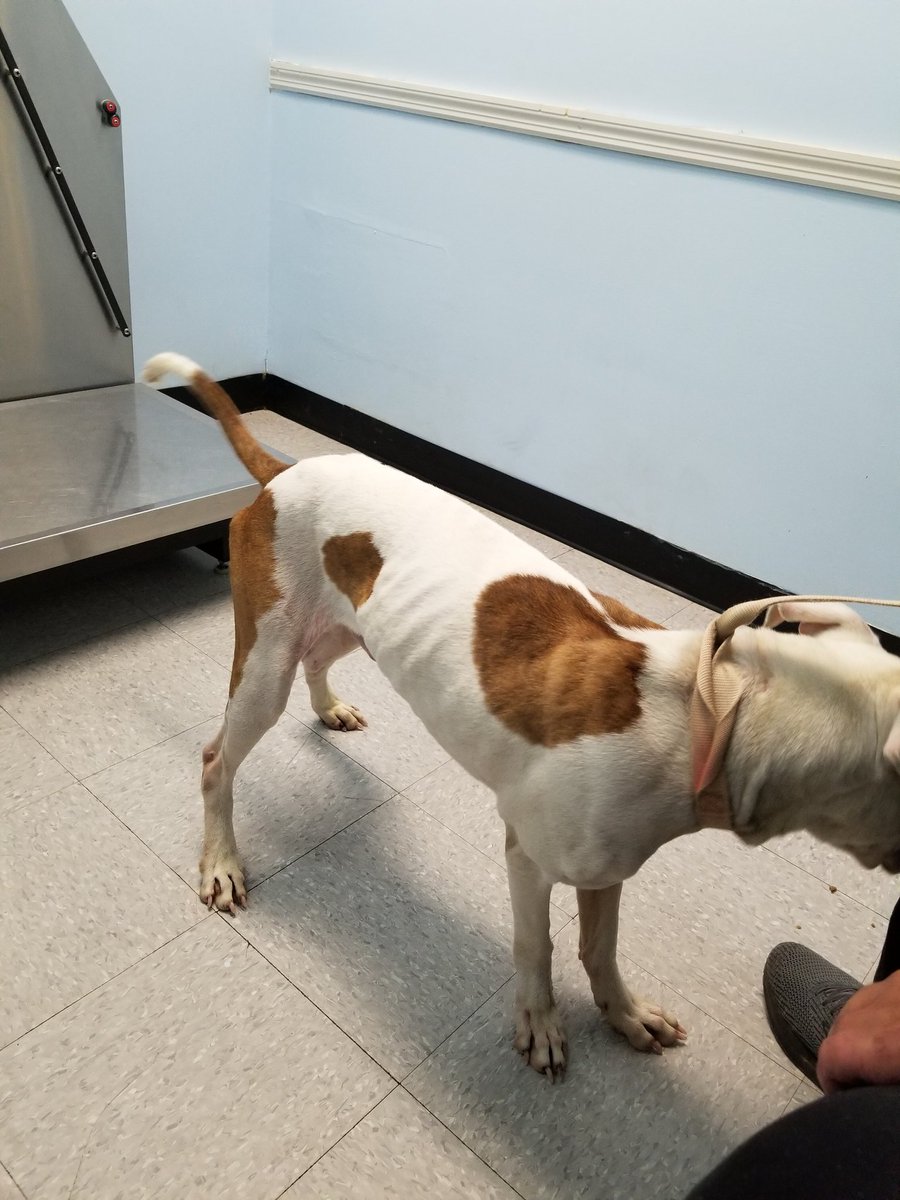 WarrriorPaws's tweet photo. This is the day after we found him.  He was so good from the moment that we met him. ❤Savage❤
#warriorpawssanctuary 
#VetsandPets 
#paws4thecause https://t.co/4GwwVX8xRd