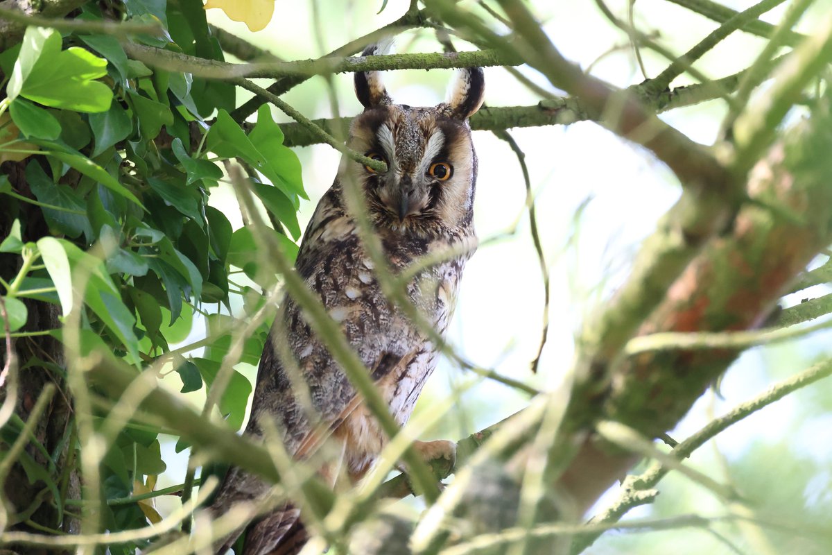 I came across this beauty today while setting up feeder/cam for another @RedSquirrelsUW survey, so it looks like I'll be making an evening visit to check for chicks and report them to @BarnOwlsNI who also record Long-eared owl sightings! @BBCSpringwatch @LongearedOwlne1