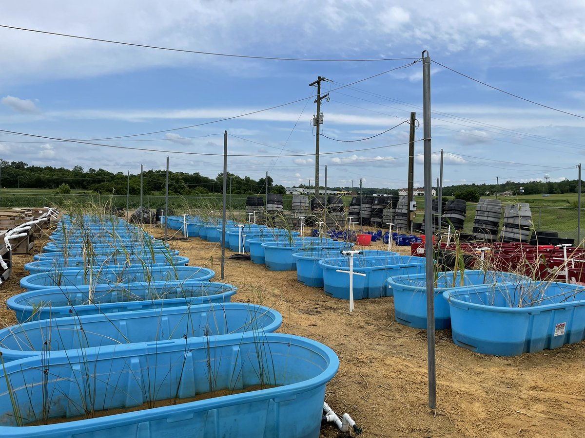 ASample02's tweet image. Before and after. Year two mesocosms are set up!