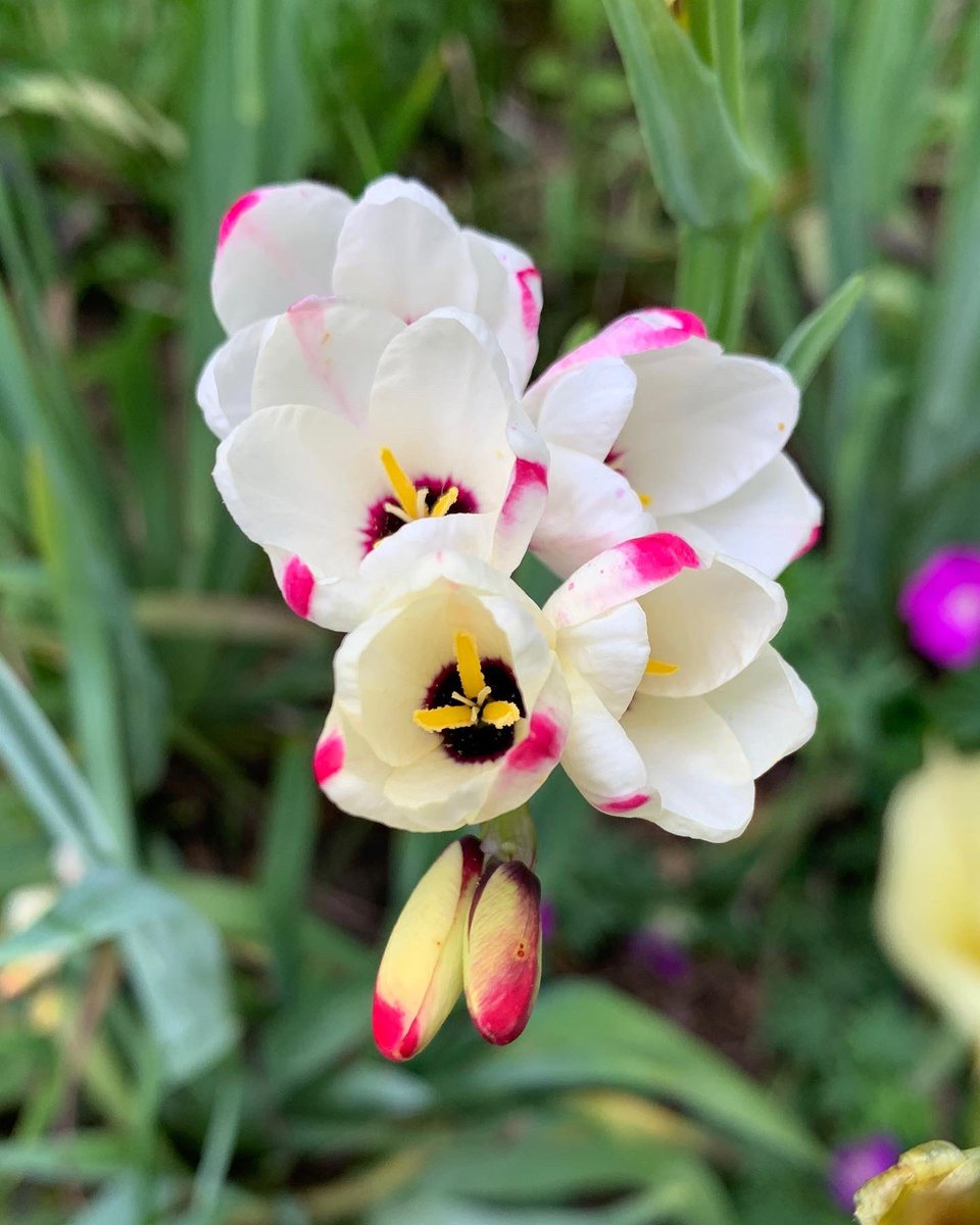 SenecaHarper's tweet photo. We’re having a very wet spring in Seattle, but look at the payoff. 🤩 https://t.co/rvnMgJb2xQ
