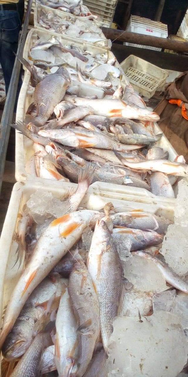 JuniorMonga11's tweet photo. Vivons la réalité,
Port SCTP/ Boma : pêche au large de Moanda / océan atlantique . Le Congo est riche et luttons pour l'autosuffisance alimentaire.

Junior MONGA 🕯️ https://t.co/UEOKAOFFID