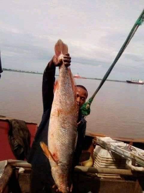 JuniorMonga11's tweet photo. Vivons la réalité,
Port SCTP/ Boma : pêche au large de Moanda / océan atlantique . Le Congo est riche et luttons pour l'autosuffisance alimentaire.

Junior MONGA 🕯️ https://t.co/UEOKAOFFID