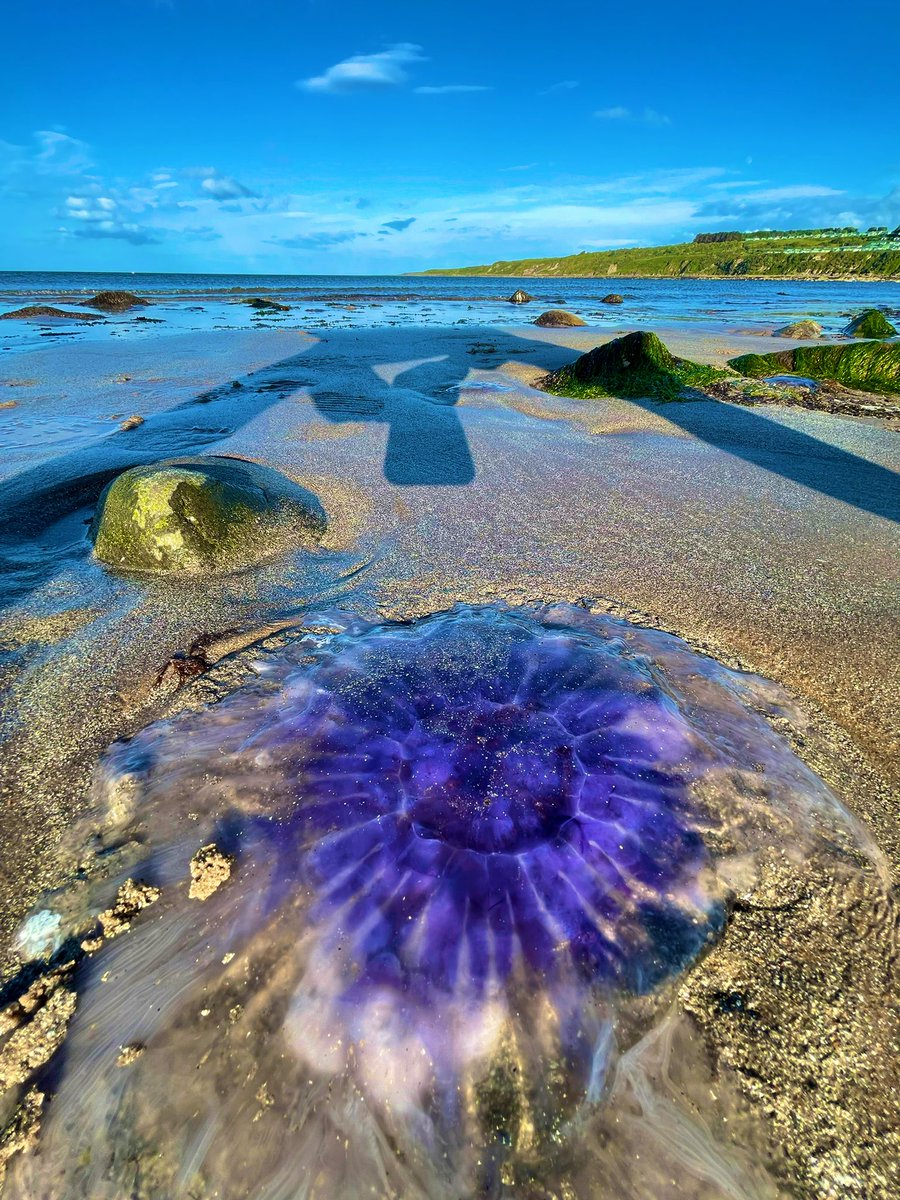 AmanWilson's tweet photo. Jellyfish stranded on the island… https://t.co/nr0jy9YvJq