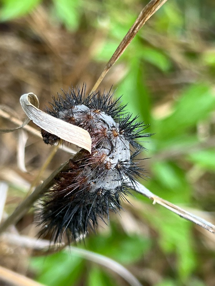 SereLinares's tweet photo. Ok #mycology twitter: I just found what I believe to be the larvae of the giant leopard moth, in “zombie pose” (3 more in a 3m radius) and covered in a fungus. Who do we have here? #entomopathogens #fungi #zombiefungus @kasson_wvu @lovettbr @ANStweets https://t.co/iWKc9wWOfx