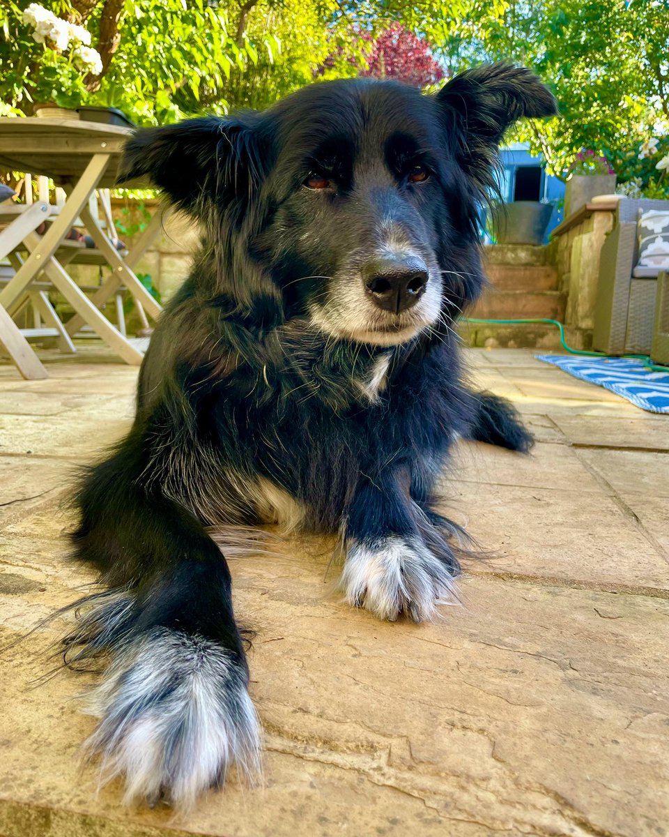 Bratgirl66's tweet photo. My handsome old boy @SirGuinnessB 💙🐾 https://t.co/Z5ZN3FVwoT