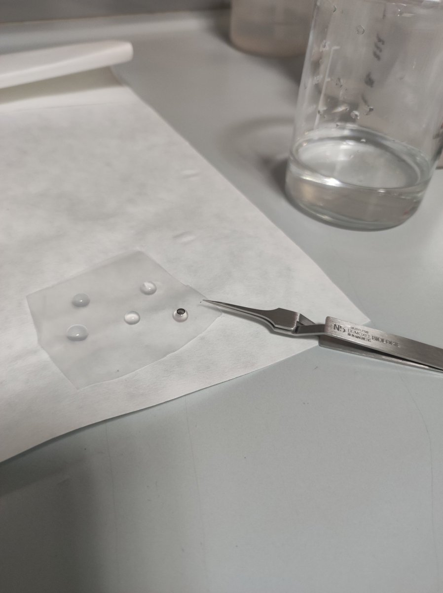 BelenTopa's tweet image. TEM for smartphone? #TEMgrid #TransmissionElectronMicroscopy #nanotechnology