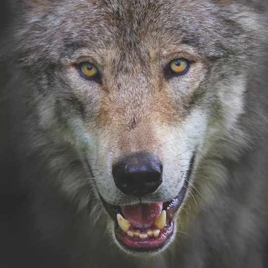 “The acuity required for survival is a matter of necessity and practice - and also degree. One might learn more than all mankind has learned of this and other mysteries if he could see through the eyes of a wolf for a single day.” Durward L. Allen. 🐺📚