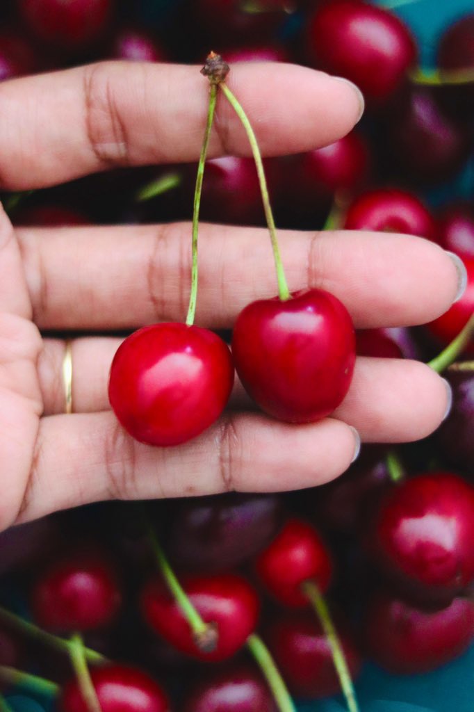 milaportal's tweet photo. Sabadou comendo cereja direto do pé…amooo 🌳🍒😋 https://t.co/aP946qvFjA