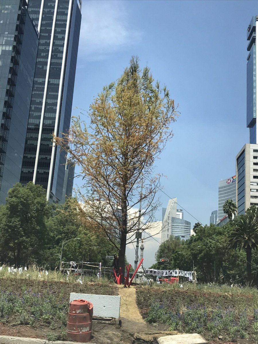 rhcapdevila's tweet image. No sé nada de ahuehuetes, pero lo veo muy seco