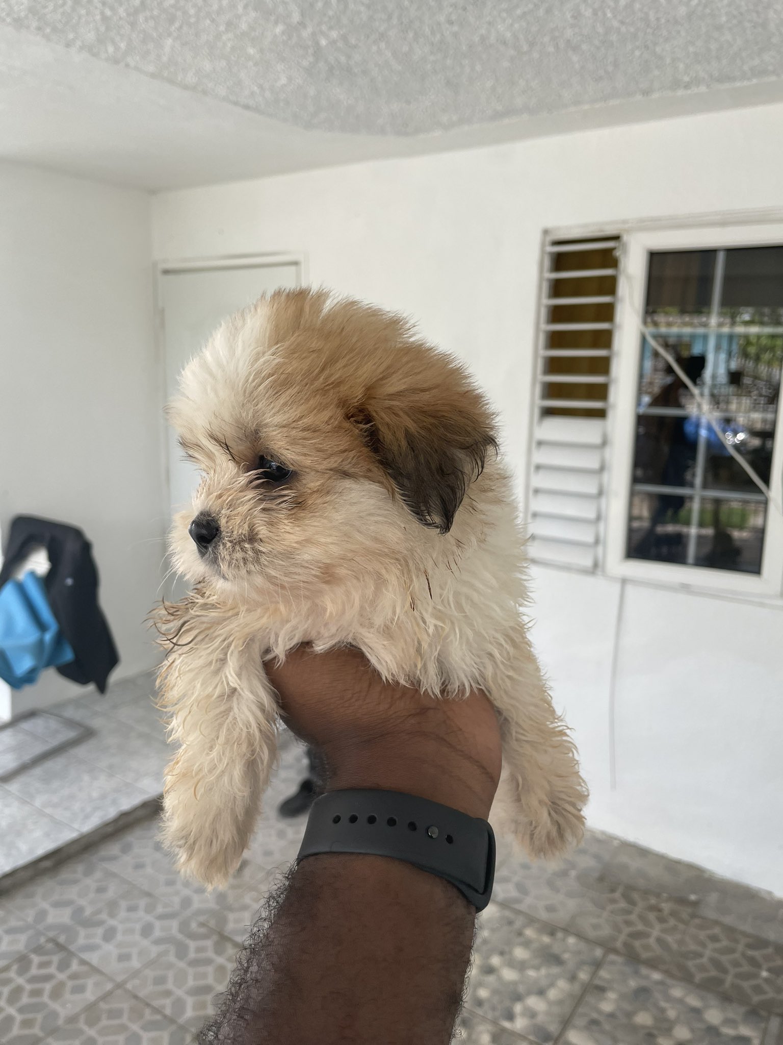 Pomeranian x shih tzu for sale 2025