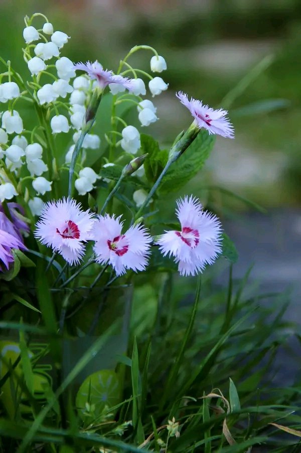 Helen18174248's tweet photo. Good evening) #photo #FlowerReport #PhotoOfTheDay https://t.co/aIEQXfIDN5
