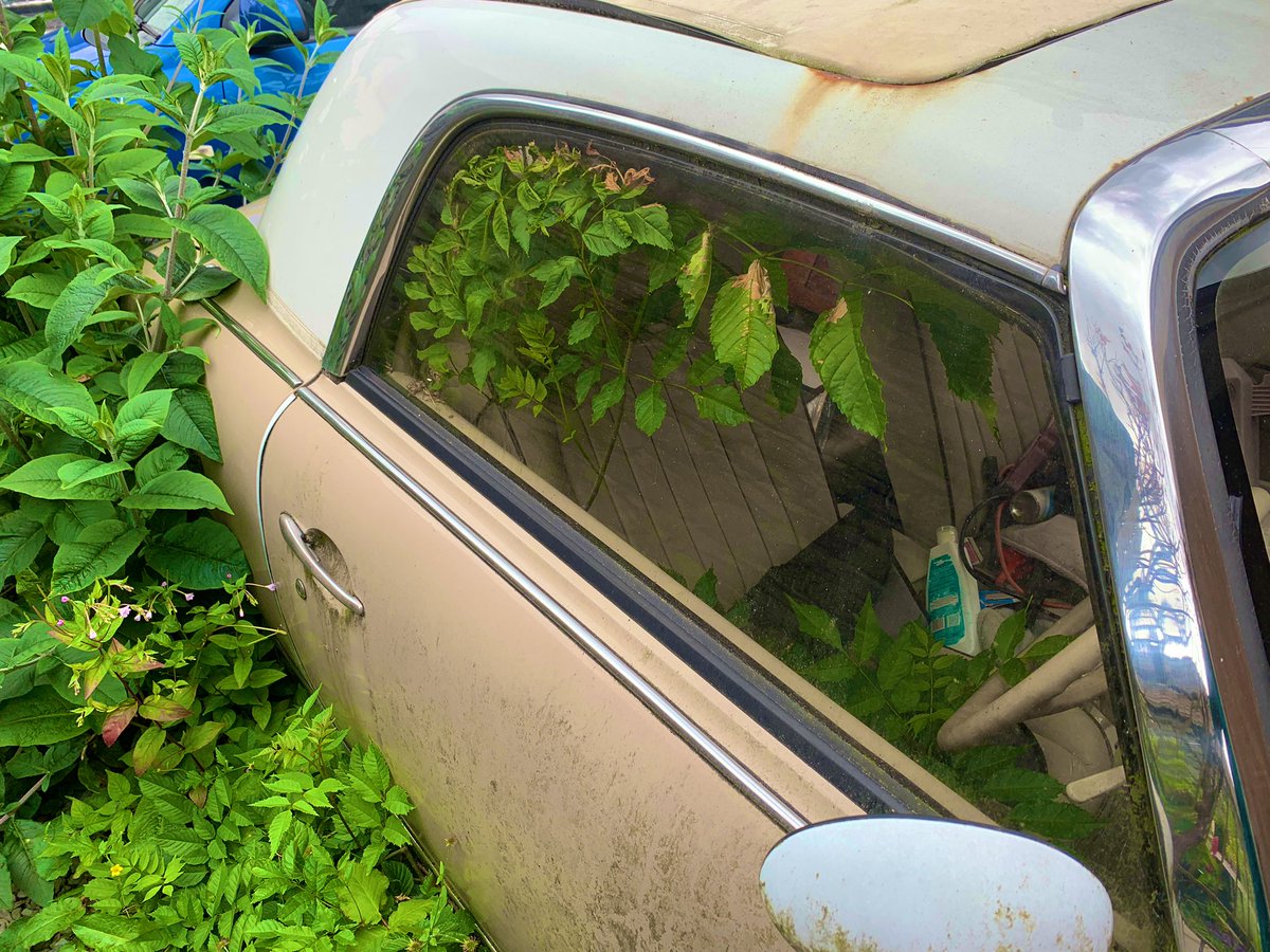 _ashfreeman's tweet photo. @Carpervert @sniffpetrol Sad looking Figaro in Ambleside today, complete with optional live foliage. Shame really. https://t.co/2USba9fF2L