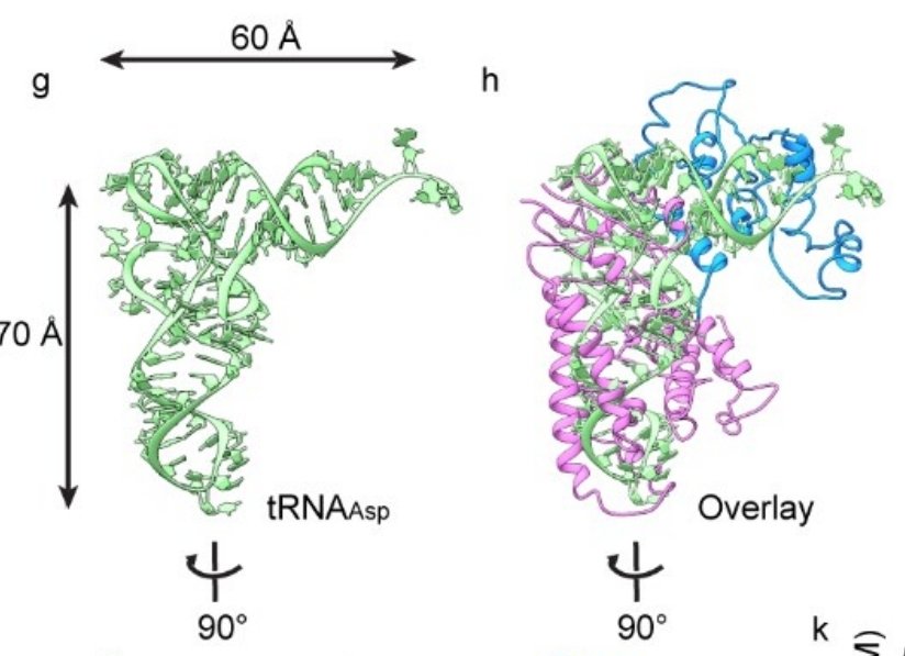 AsafLevyHUJI's tweet photo. A new Legionella protein toxin that mimics tRNA and blocks translation

https://t.co/b3AQYBj61U https://t.co/jI1jMoYiy3
