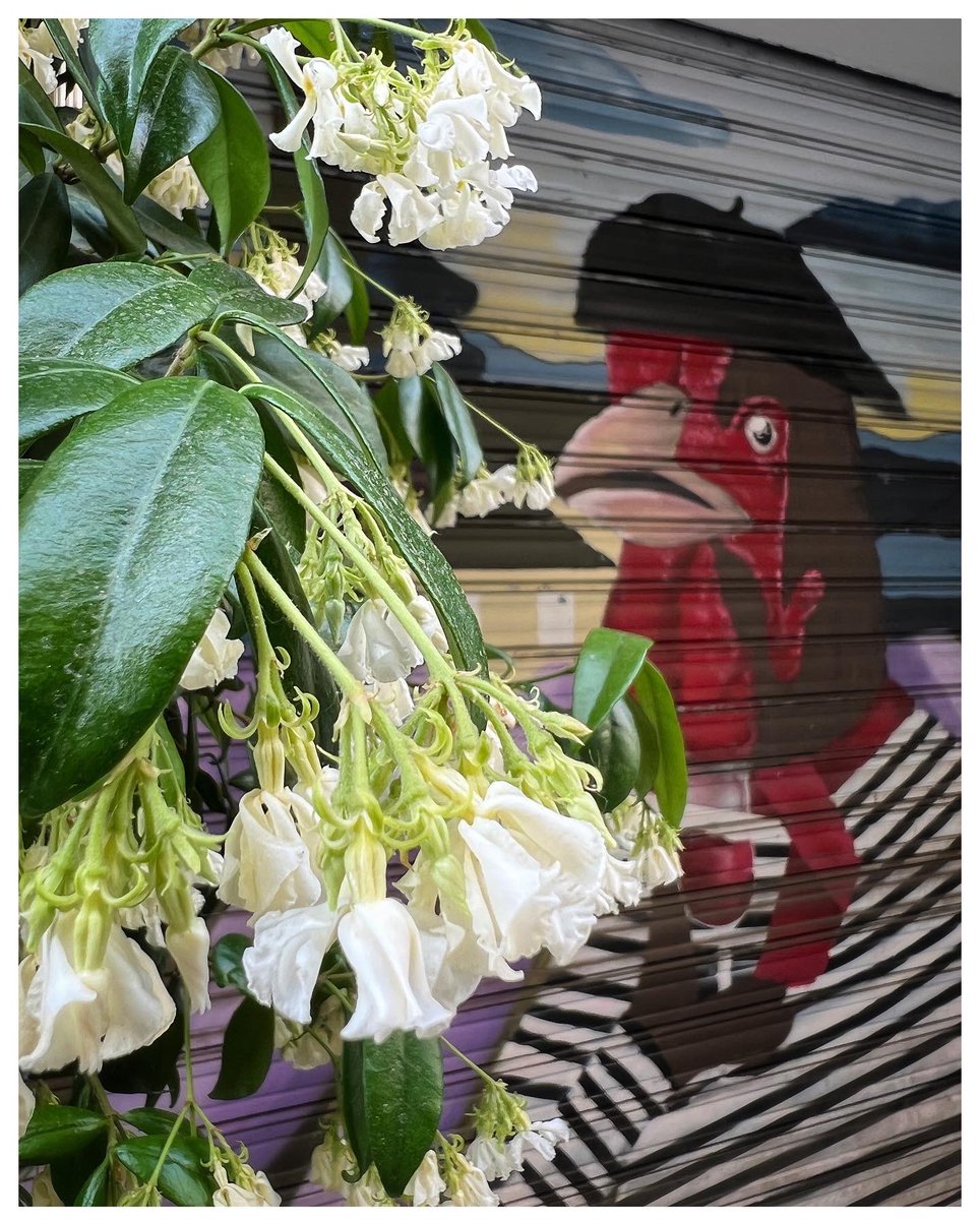 Petirrojo57's tweet photo. Which came first… the chicken, the stripes, or the chicken wearing stripes? I saw I’d posted 2 of these images &amp; only realized the odd pair-up after the fact

#fashion by #jeanpaulgualtier fr/the #cineymoda exhibit at @caixaforum, signage #rooster fr/a #Madrid restaurant https://t.co/FKH6vk8GtJ