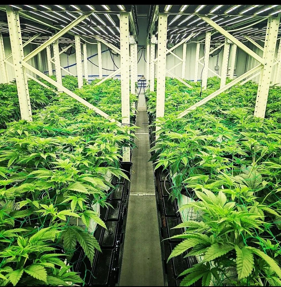 A beautiful picture of our Breeder Cuts in this Michigan cultivation facility! It won't be too long before people will be able to try true craft cannabis!! We're bringing the fire to the market!