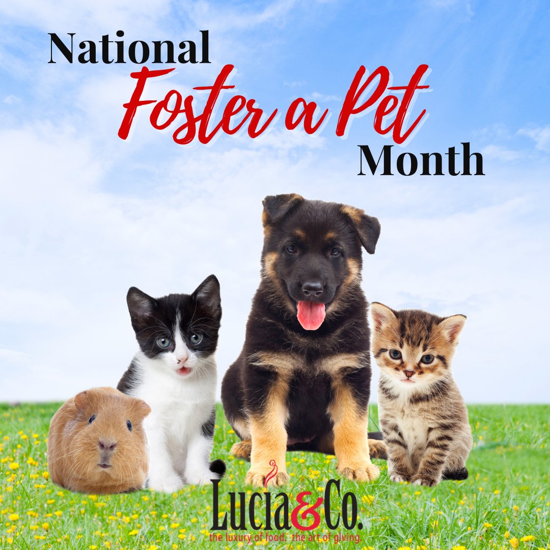 June is National Foster a Pet Month! It’s about “Pawing it Forward” for pets, with or without forever homes. Call your local shelter & get the process started today!
.
.
#nationalfosterapetmonth #fosterpetparent #fosterpetsofinstagram #theluxuryoffood #theartofgiving #luciaandco