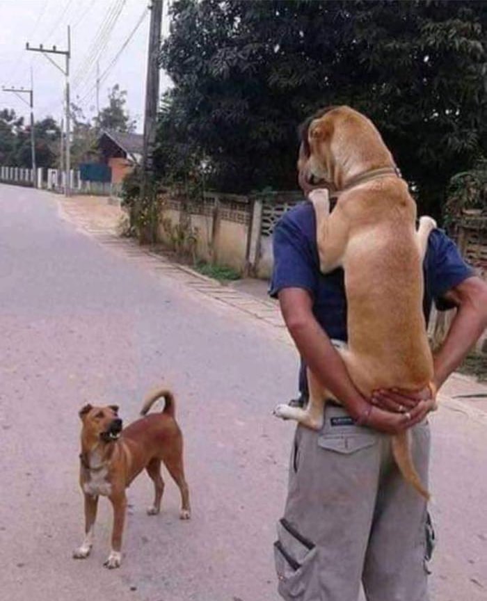 Ten un perro que te proteja.
- mi perro