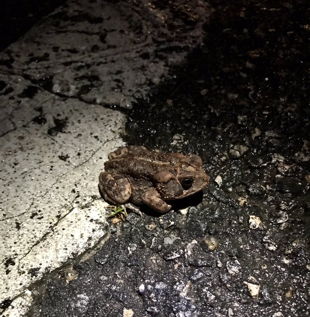 wortholomew's tweet photo. A toadally awesome running buddy helped me through the weather last night. And I tried to help him out of the road.
#RunChatHunt — Animal.
#RoadToad #teamnuun #HSHive #PROAlumni #TeamAltra #SquirrelsNutButter #TeamROADiD #TeamULTRA #StillIRun #RunChat @therunchat #IHeartTally https://t.co/SN5gxGhDv9