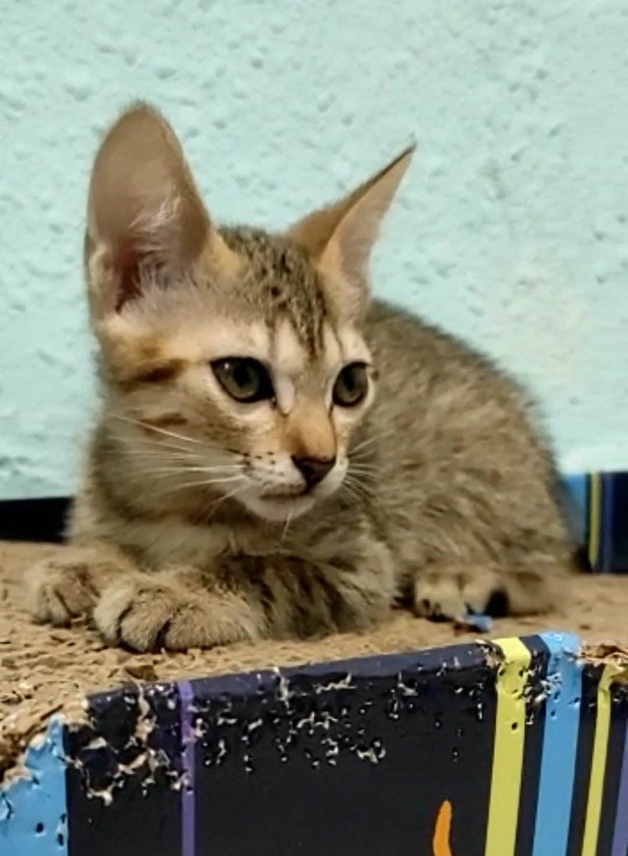 #CRETA nacida el 19 Marzo
#gatos 
Qué hace una cuando sabe que es #divina? Pues dejarse querer❣️Besos, Creta solo quiere besos, caricias y ratones para cazar. 
🐯Grrrrrr💜
#Valencia María Jesús 600 36 74 75.  Solo WhatsApp🙏 o cuestinario
docs.google.com/forms/d/e/1FAI… #AdoptaNoCompres