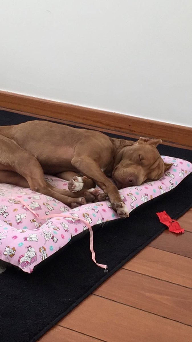cellemazzocato's tweet photo. @FoxNews Guard dogs https://t.co/KMhOxKavUQ