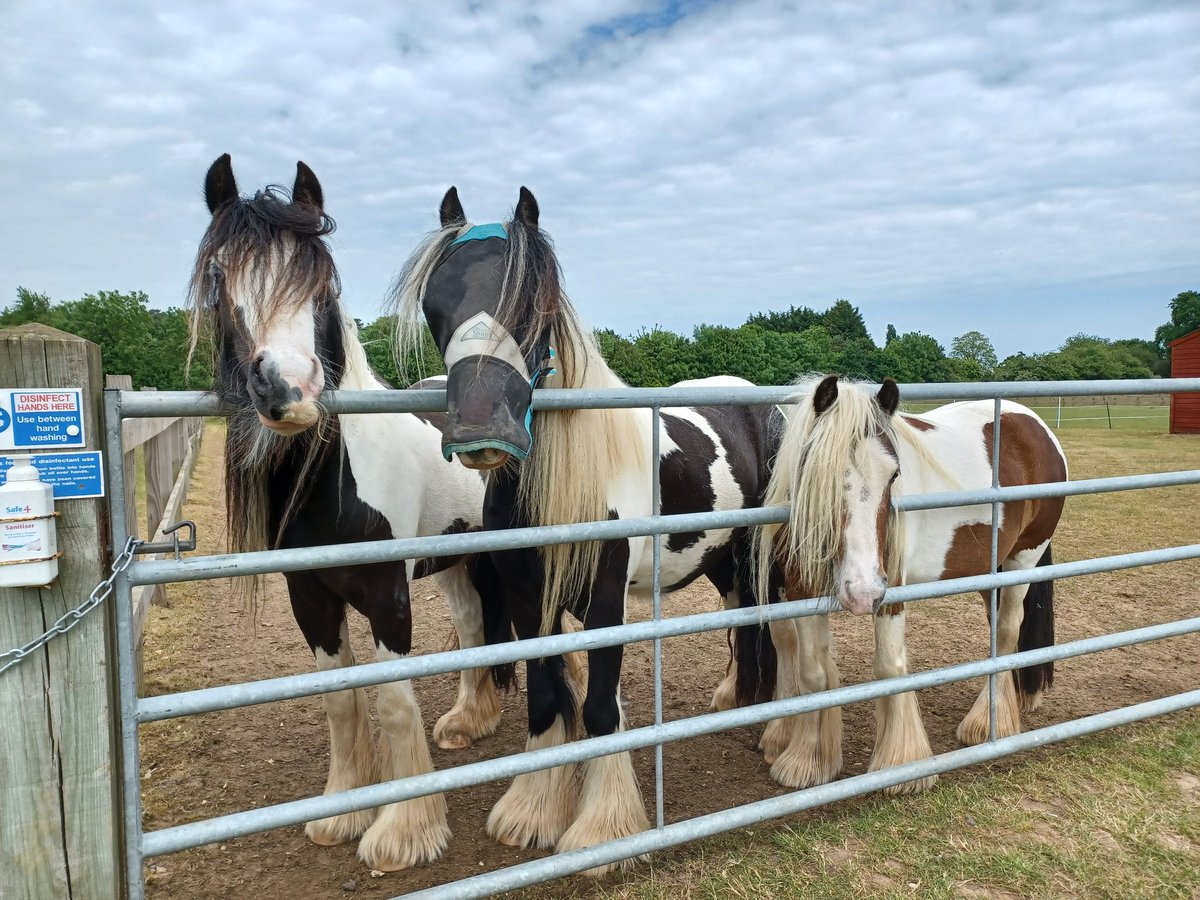K_K1386's tweet photo. @RedwingsHS Thank you for a lovely visit last week #redwingsisamazing https://t.co/NSTsHiVxir