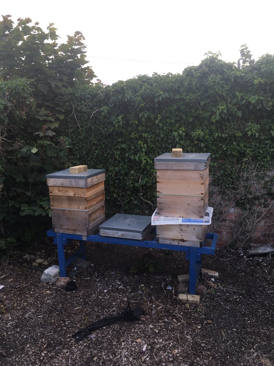 One large queenless colony and one small queenless colony (broodless for 4-5 weeks) combined with nuc that has laying queen using newspaper method. Hope for the best now!