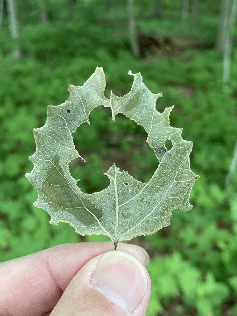 RickLindroth's tweet photo. Looks like spongy moth (L. dispar) juveniles also donβt like to eat the crust. #outbreak #aspen #plantinsectinteractions https://t.co/XT2uK2GdIL