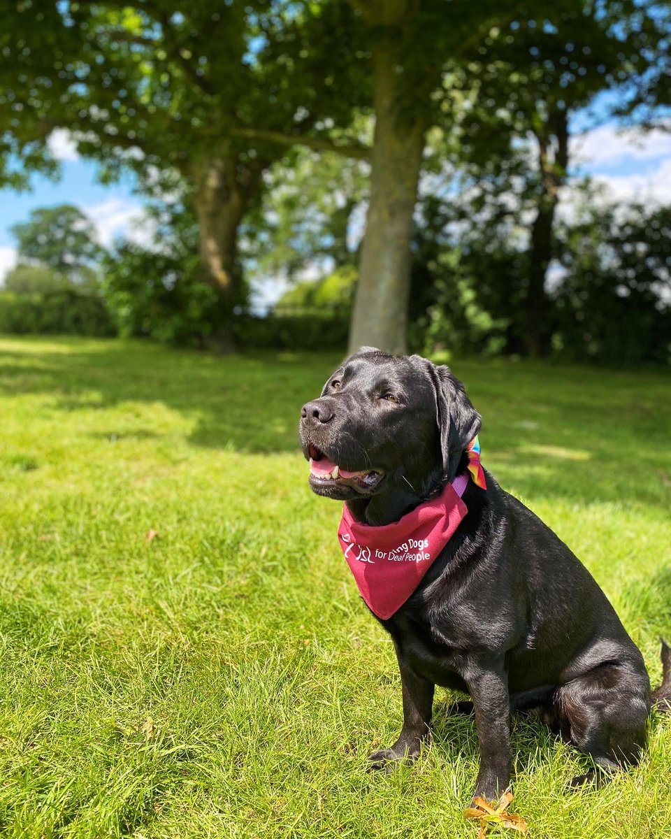 hearingdoghotel's tweet photo. What an afternoon! 🥰 
We had the honour of seeing Vanta again and meeting her lovely new recipient/family.

Vanta has absolutely fallen on her feet and is well and truly spoilt! 🥰 

Why do we volunteer for @hearingdogs ? This is why! 💜 https://t.co/QoIj6eBrHV