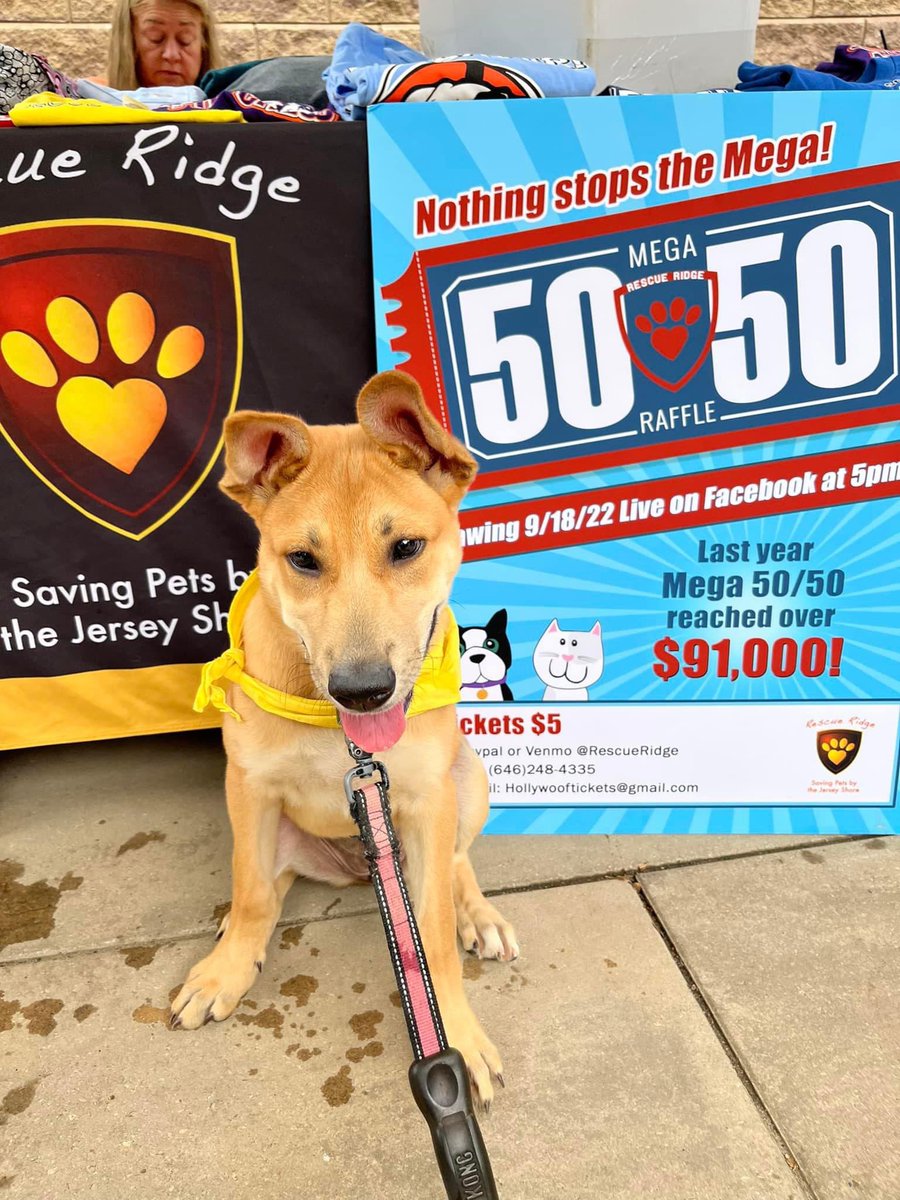 Maise wants to remind everyone to get their 50/50 tix as well as their hollywoof tickets! While your at it - put in an application for her! She wants a forever home to spoil her with love!
Email hollywooftickets@gmail.com for info on 50/50 and Hollywoof!