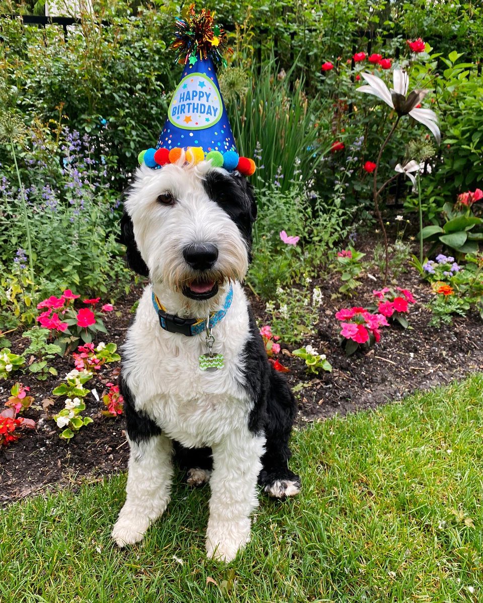 Otis turns 3 today! Wishing my little brother a very happy birthday 🎉