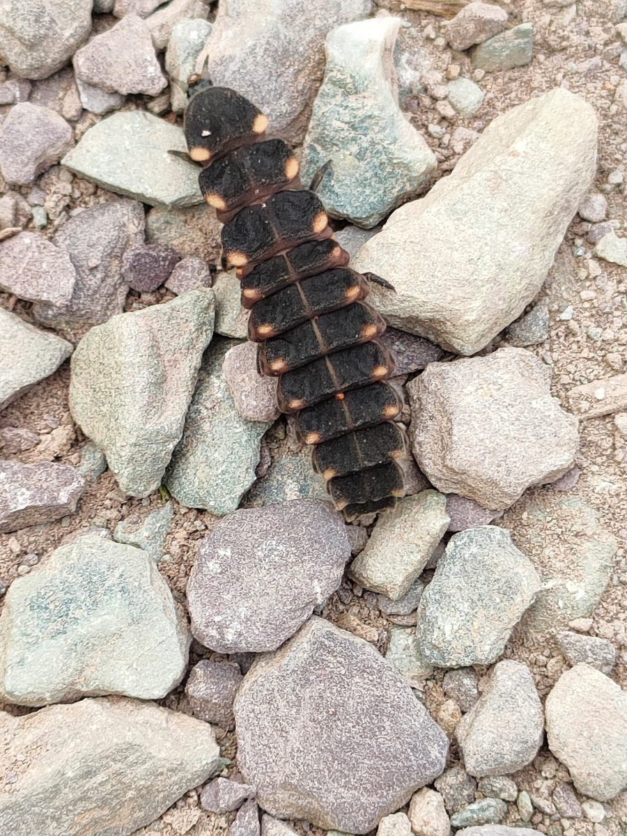Mr Barraclough found this Glowworm in his garden this morning on day 11 of <a href="/WildlifeTrusts/">The Wildlife Trusts</a> #30DaysWild 
<a href="/StokeDamerelCC/">StokeDamerelCC</a> <a href="/GreenshawTrust/">Greenshaw Learning Trust</a>