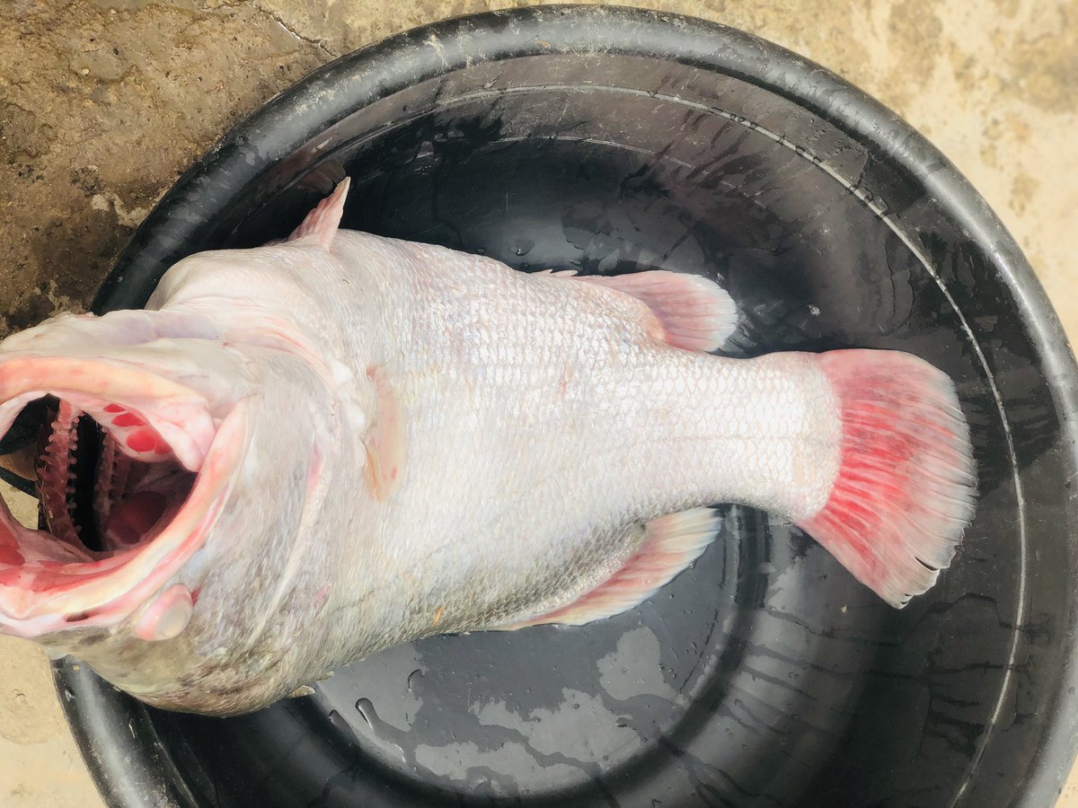 NWLD_NorthWest's tweet photo. Hello I deal with FRESH,SMOKED,DRIED AND GRILLED fishes of different species.
Help me retweet and like. We delivered nationwide. #sellyourmarket https://t.co/4JLy1839lE