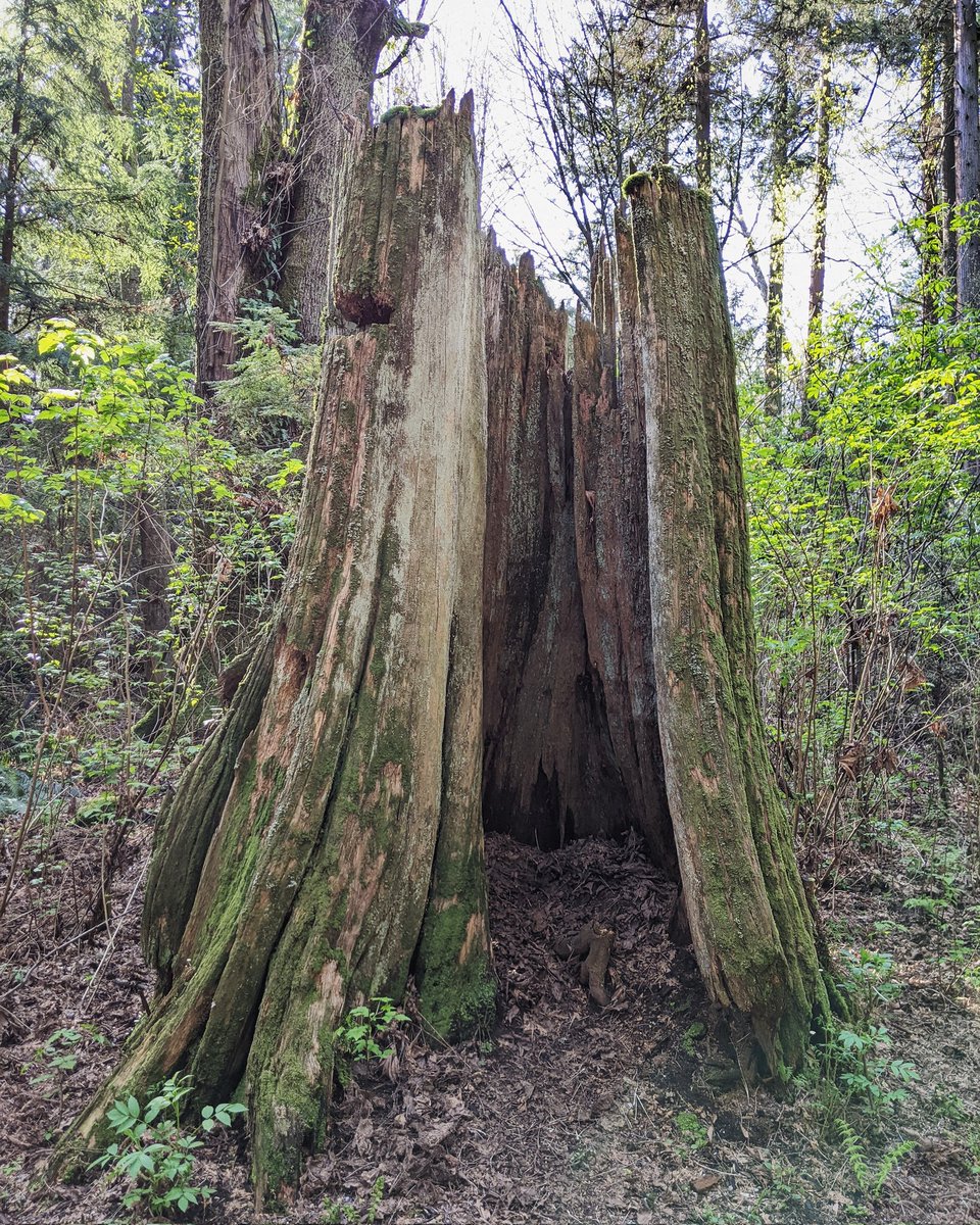 StumpsofBC's tweet photo. It takes centuries for a cedar tree to hollow out, but only minutes to cut down
Musqueam, Tsleil-Waututh, & Squamish territory
#stumpsofbc #bcpoli
#saveourforests #climatechange
#ancientforest #history #canada #stanleypark #logging #oldgrowth #tree #rainforest #nature #Vancouver https://t.co/xB6T6Ecnn7