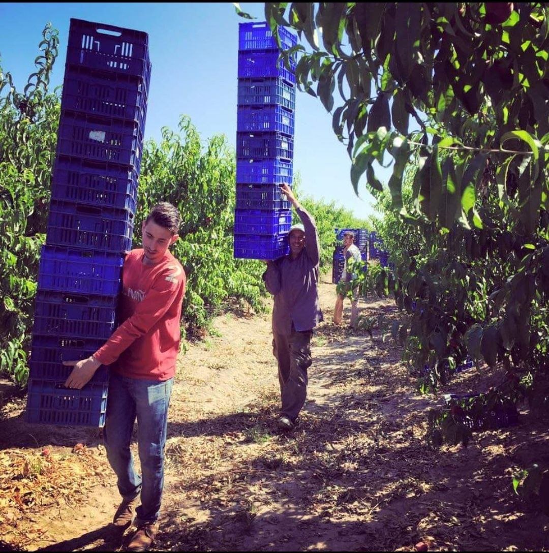 RubenHood15M's tweet photo. 1⃣Ahí me veis, allá por el 2015 siendo explotado como jornalero en algún campo de la provincia de Sevilla.

Gente de Andalucía que trabaja en el campo, ¡escuchad esto, por favor!

Seguiréis sufriendo los kilos de fruta que cuelgan de vuestro cuello... 👇 https://t.co/fkE0W5sBob