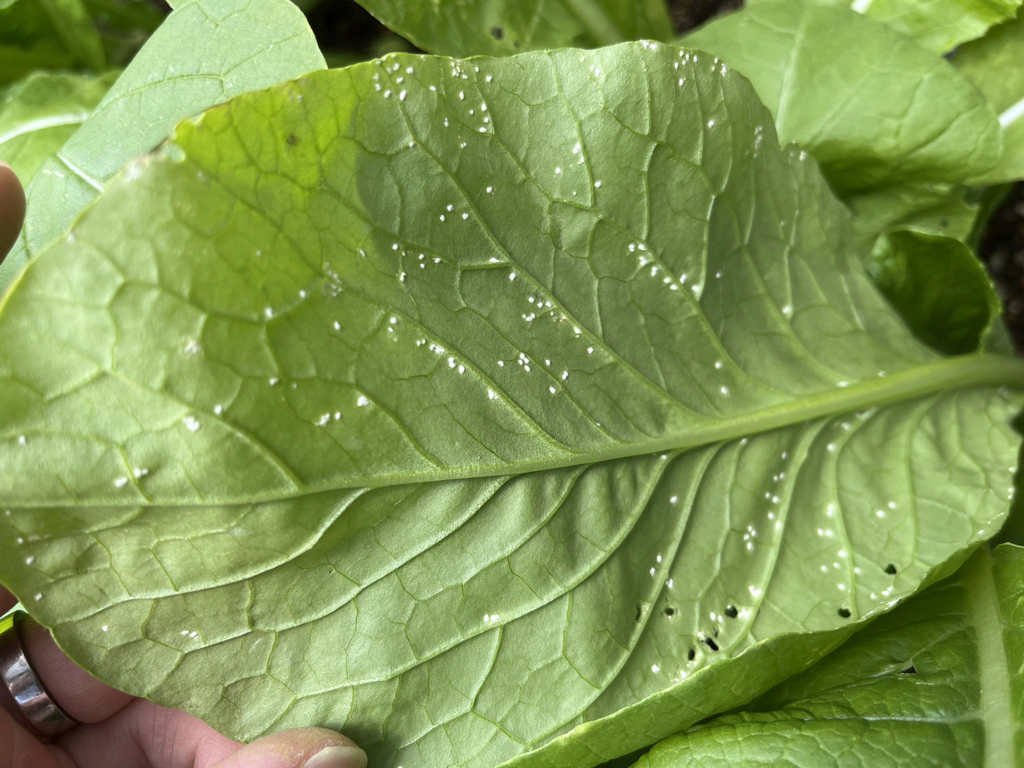 ゆるめ株式会社 仮 しまもんです 我が家の小松菜は 白い斑点が出来ました 調べると 白さび病 っぽいです 食べても問題ないようですが 酷い部分はちょっと破棄しました 無農薬野菜の栽培って難しい でも やっぱやめられない 農業