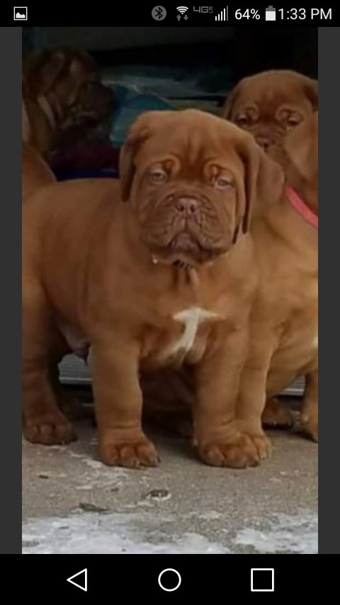 bmcaden's tweet photo. RIP Dozer Thomas your time with was too short!!!  Will miss my greetings at the doorway when I came to visit. https://t.co/2quRr2SerB