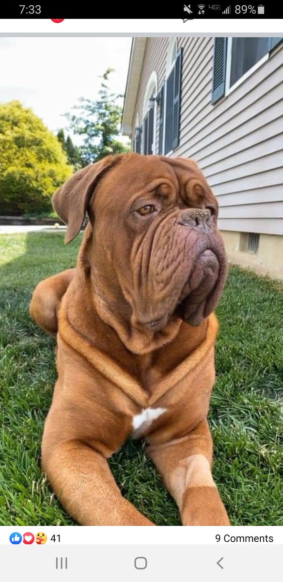 bmcaden's tweet photo. RIP Dozer Thomas your time with was too short!!!  Will miss my greetings at the doorway when I came to visit. https://t.co/2quRr2SerB