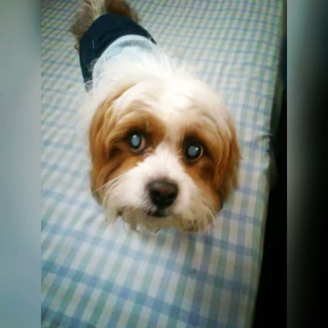 MStream19's tweet image. Ayer te fuiste luego de 15 años. Me dejas un vacío que nunca podré llenar. Espero estés en un lugar mejor, sin dolor, sin sentir más esa desesperación por no poder pararte por ti mismo. 
Te quiero mucho, siempre lo haré. Espero verte pronto.

Manchitas 
2007-2022-♾️