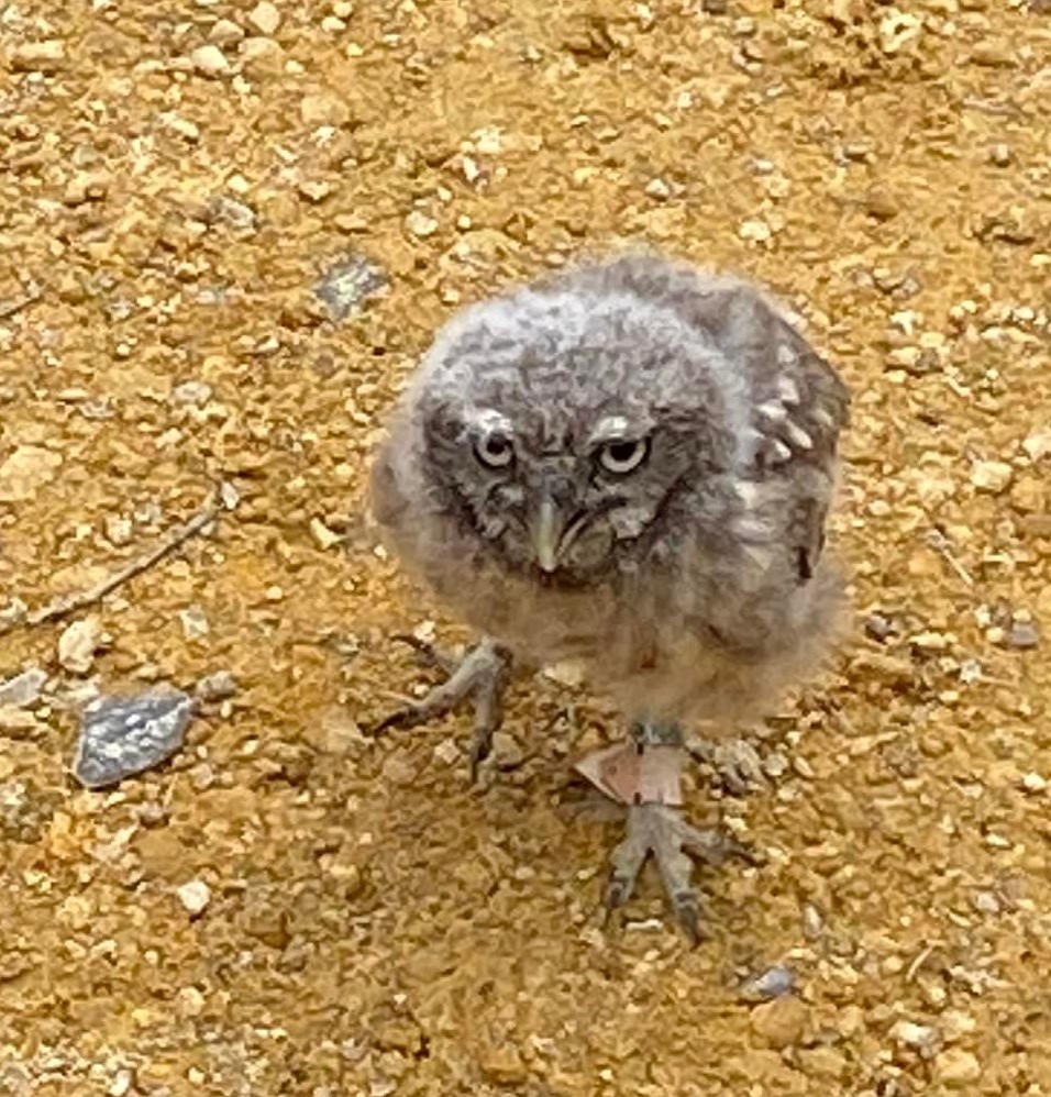Remember baby little owl (Athene noctua) we told you about a couple of weeks ago well he's growing up and attended a wedding today <a href="/CheshFalconry/">Falconry Team</a> <a href="/CheshireWoodla1/">Cheshire Woodland Weddings</a>  we can't wait to see him with our young people on Monday 😍🦉😍 #cutenessOVERLOAD #cutebabyanimals #owlet