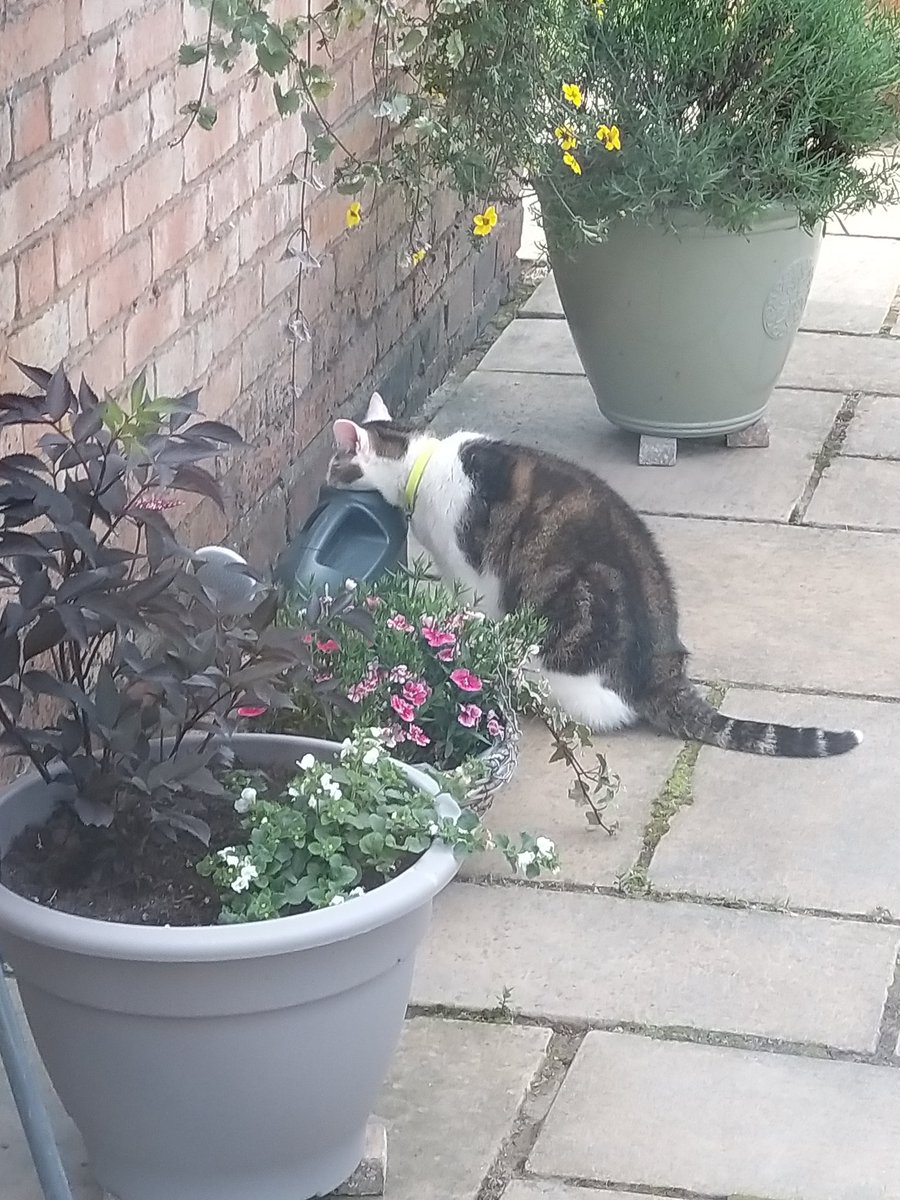 Krieg___'s tweet image. I swear I put him fresh food &amp;amp; water down...