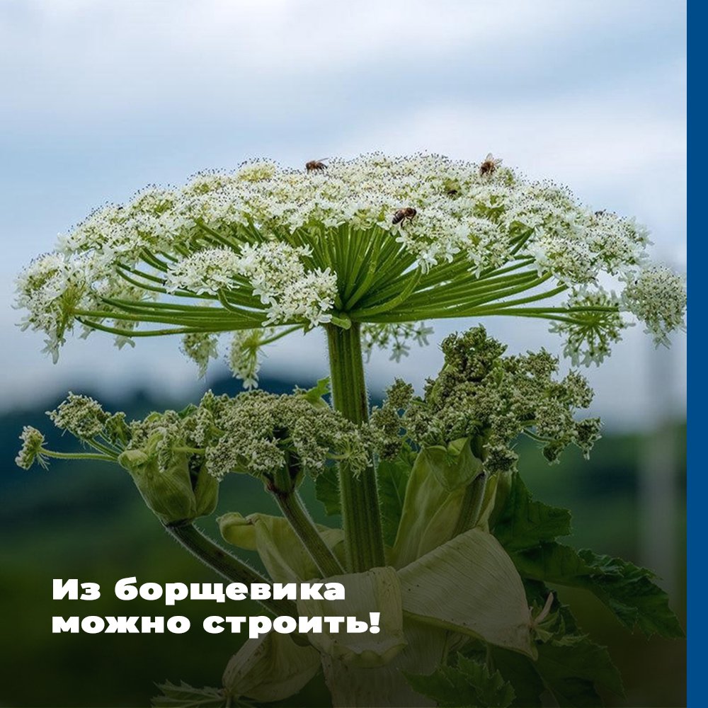растение болиголов фото где растет