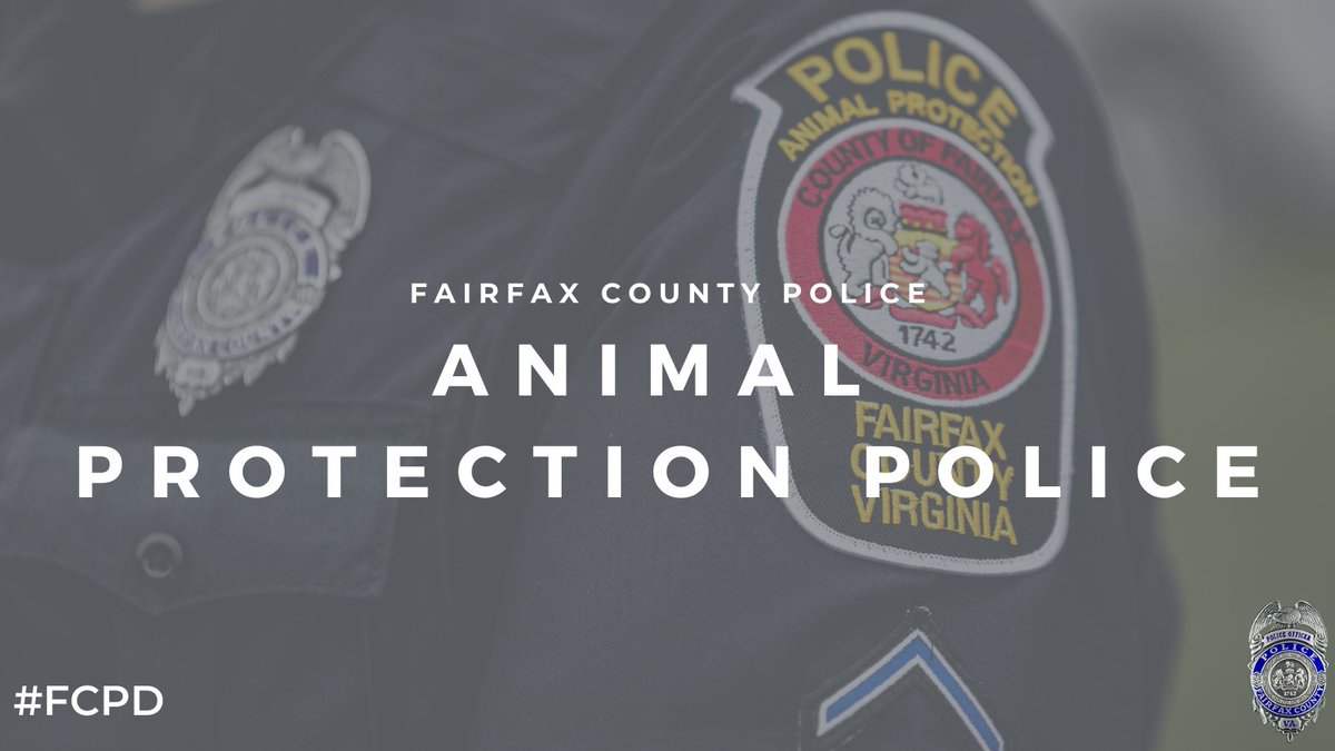 FairfaxCountyPD's tweet photo. Animal Protection Police Officers are investigating a report of three people bit by a coyote at Lake Accotink Park in Springfield. Three adults have non-life-threatening injuries. The park is closed. If you see an abnormally aggressive coyote, get to safe place &amp; call 911. #FCPD https://t.co/YAi3BTIOlR