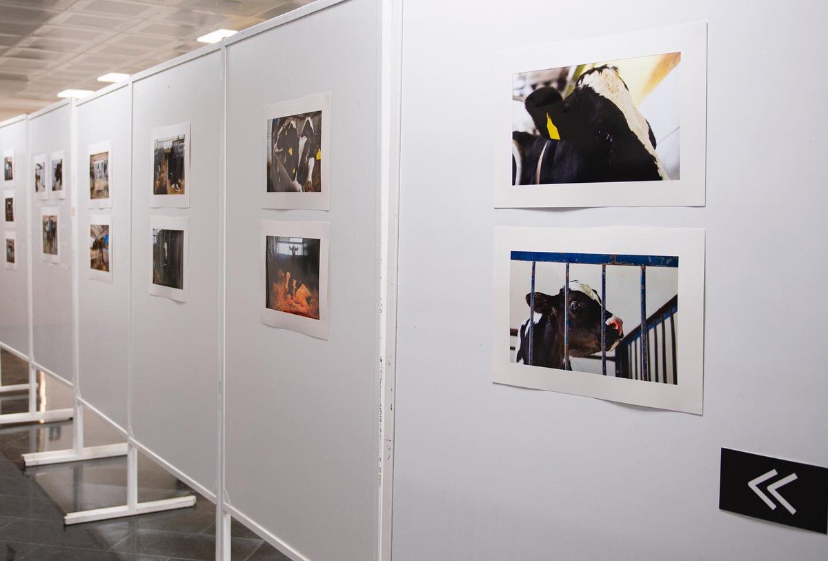 "SÜT", 30 Mayıs-3 Haziran tarihleri arasında okulumda sergilendi. Sergi afişini paylaştığım günden bu yana beğenen, yorum yapan, paylaşan, mesaj atan ve sergiyi ziyaret eden herkese çok teşekkür ederim. Vegan aktivizm temalı bir serginin okulumda yer bulması bile çok değerliydi.