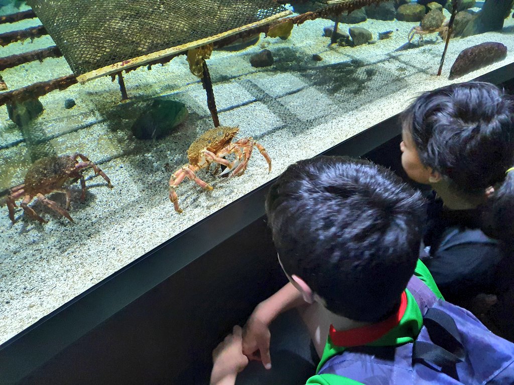SVTBeaumanoir's tweet photo. Découverte de l'aquarium d' #Océanopolis à l'occasion de #JRASE. https://t.co/ifAoCdRK5Y