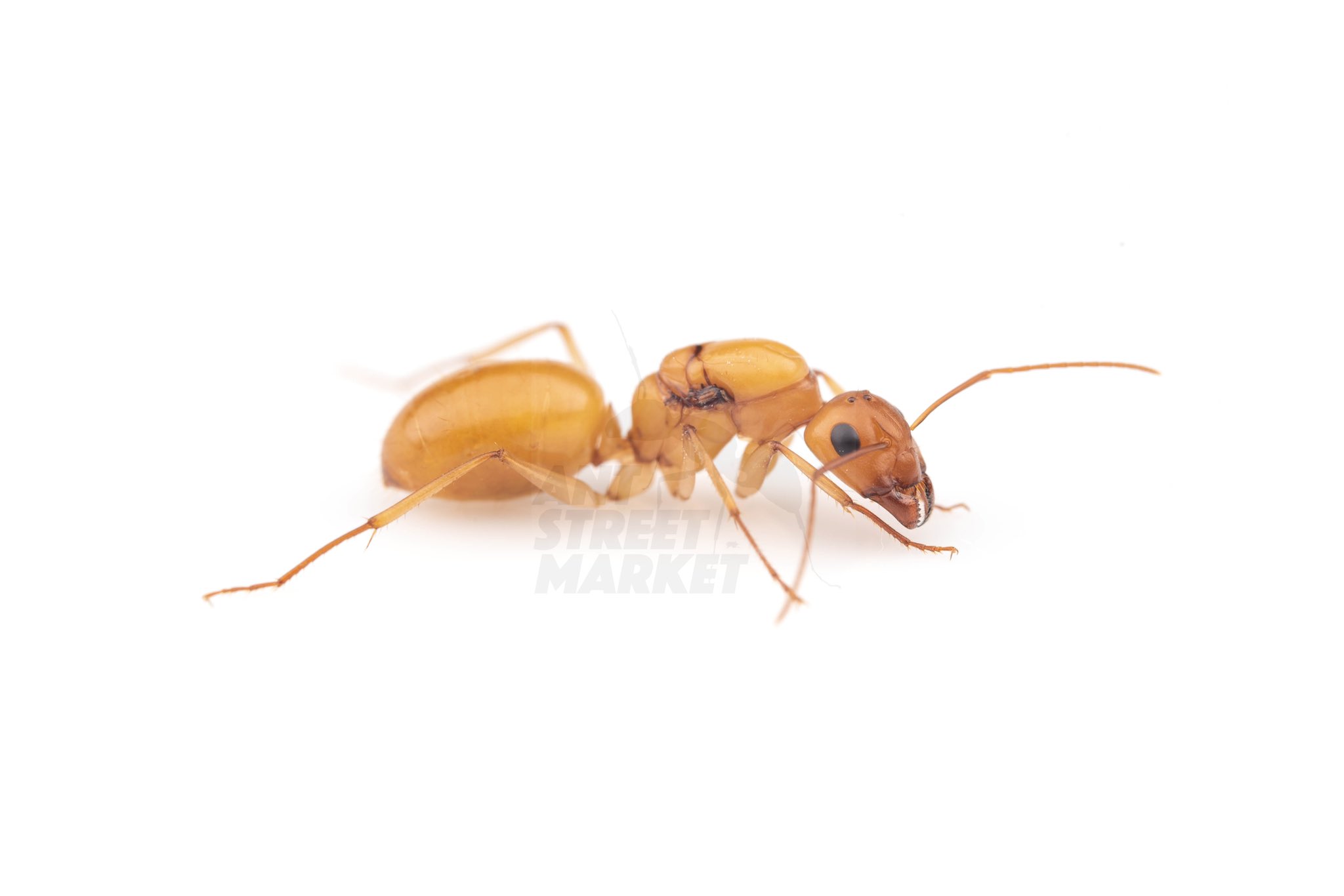 Ant Museum (@vyu949233) / Twitter