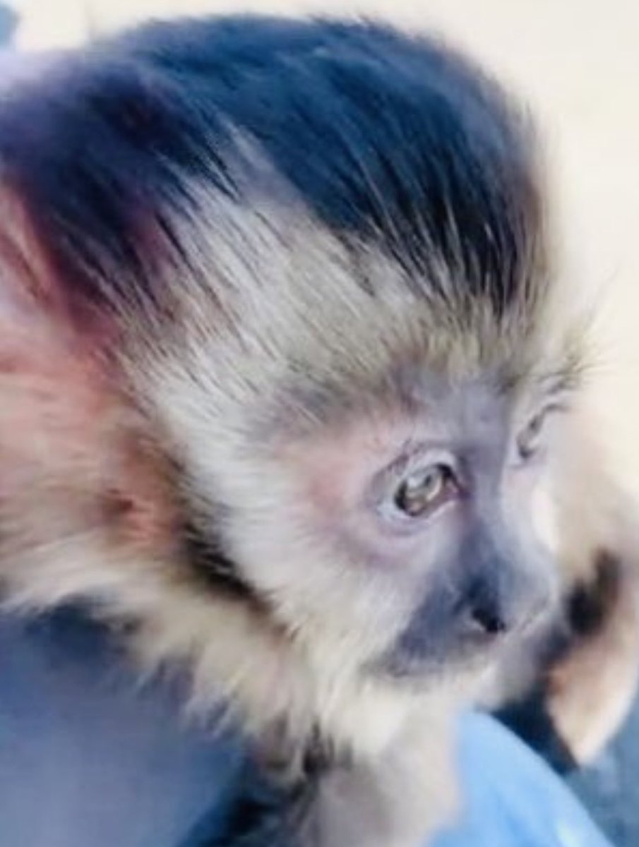 エキゾチックアニマル販売 Owl Wan アウルワン 今月入店予定 フサオマキザル 生後1ヶ月 雌雄まだ不明 3頭 キンカジュー 生後1ヶ月 雌雄まだ不明 1頭 クロミミマーモセット 生後3週間 雌雄まだ不明 2頭 ショウガラゴ 生後3週間 雌雄まだ不明 3頭