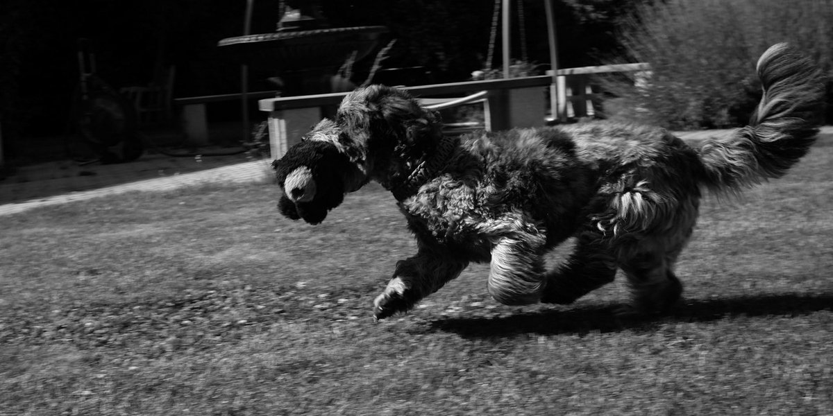 hans_berndl's tweet photo. New lens testing this morning in my courtyard, model: my dog … Vienna, Austria
#streetphotography 
#urbanphotography 
#JPG #Lightroom 
#hyperfocal 
#LeicaT #TTArtisan28mmf56 
1/500 sec at f/8, ISO 100 https://t.co/hdFyd58QBw