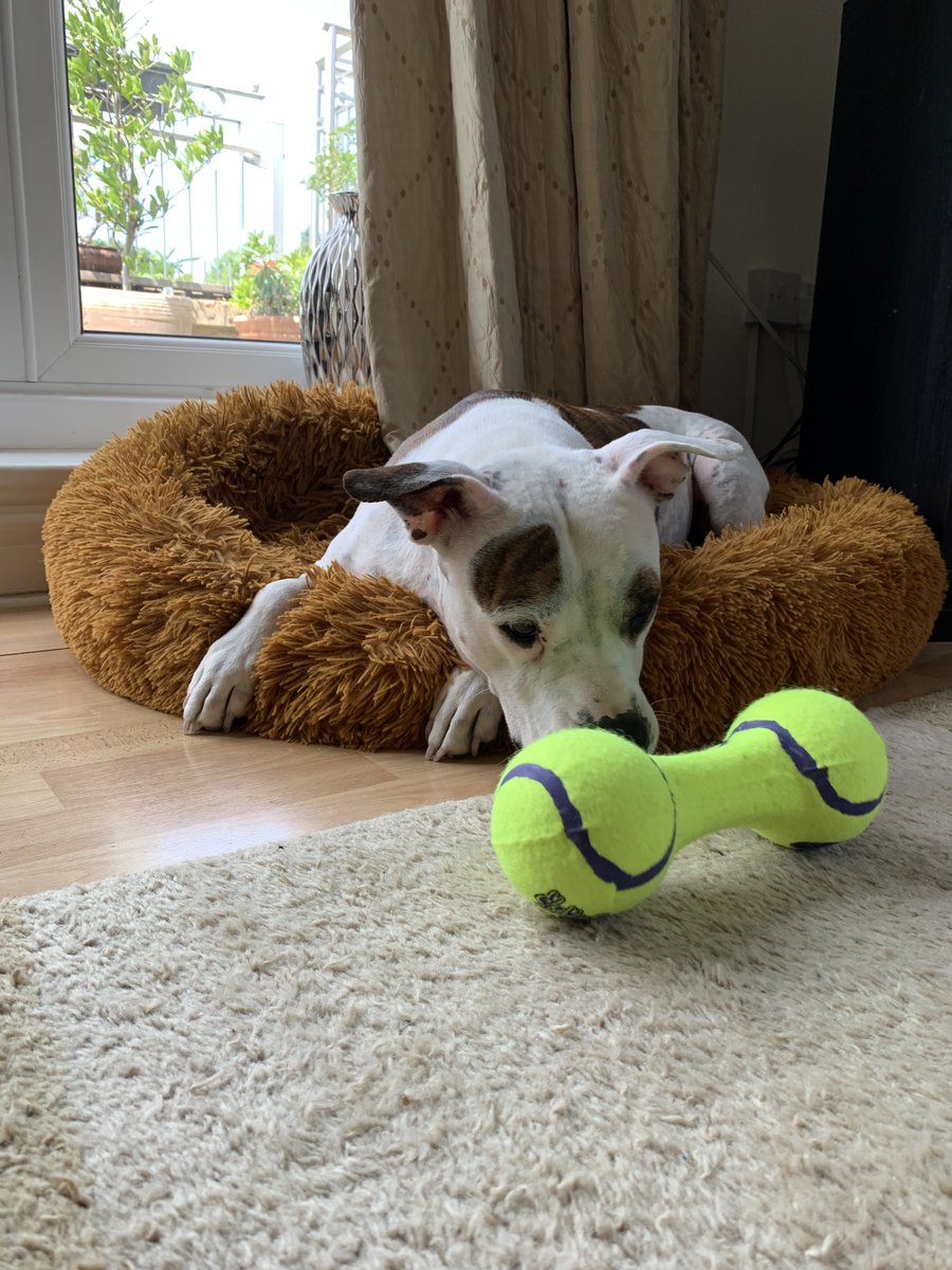 mscookiestamp's tweet photo. Not quite sure what to make of my new toy 🤔🐶 https://t.co/WbKbah30Bf